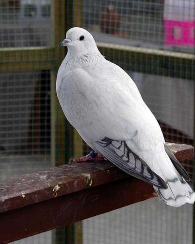 white ice pigeon in room 