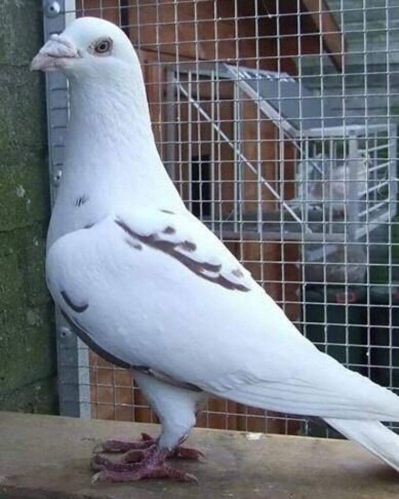 white racing homer pigeon 