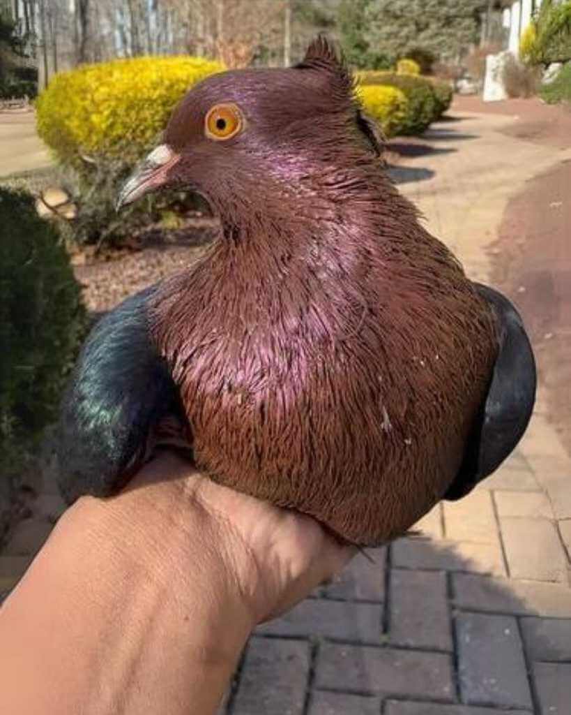 hand holding Archangel Pigeon 